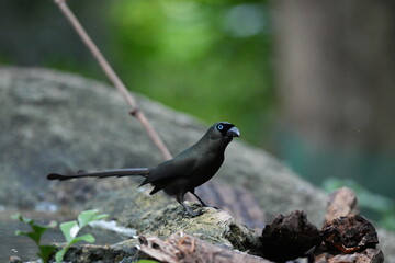 The crow lives naturally in Thailand.