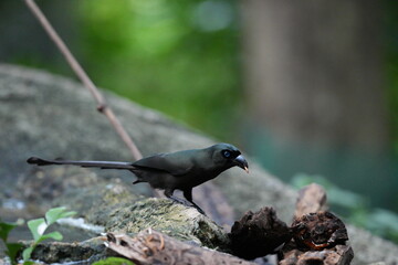 The crow lives naturally in Thailand.