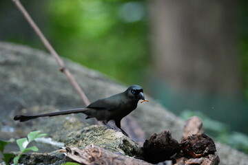 The crow lives naturally in Thailand.