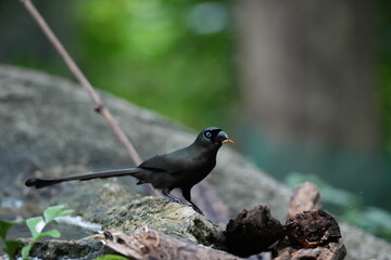The crow lives naturally in Thailand.
