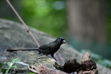 The crow lives naturally in Thailand.