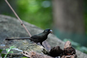 The crow lives naturally in Thailand.