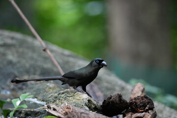 The crow lives naturally in Thailand.