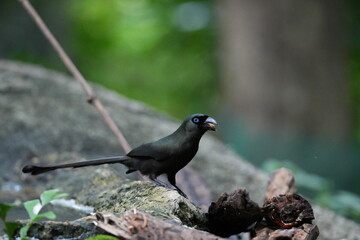 The crow lives naturally in Thailand.