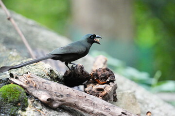 The crow lives naturally in Thailand.