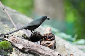 The crow lives naturally in Thailand.