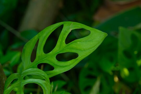Monstera adonsonii or monstera adansonii or swiss cheese plant, five holes plant growth in the garden. Tanaman Janda bolong