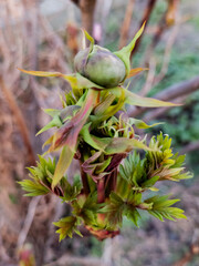 Paeonia ludlowii, Edinburgh, Scotland, United Kingdom