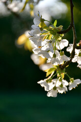 Bouquet de fleurs de cerisier