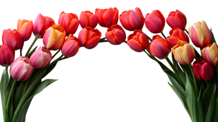 Top-down view of colorful tulips forming a half wreath, partial circle arrangement, isolated on white background