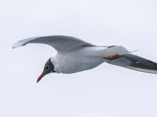 a beautiful seagull flying in the sky