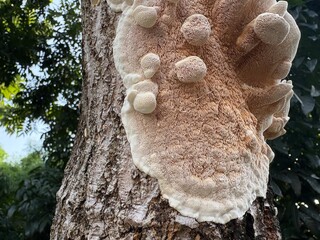 Close up Marshmallow Polypore (mushrooms) on tree trunks. Natural group of fungi on tree trunks. 