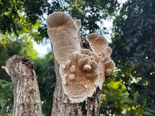 Close up Marshmallow Polypore (mushrooms) on tree trunks. Natural group of fungi on tree trunks. 