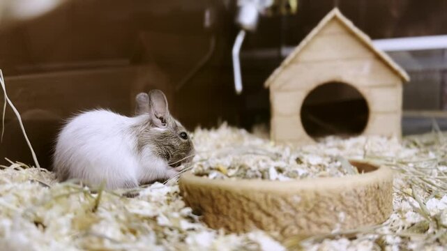 A charming degu rests in habitat, near a wooden house. The pet is surrounded by wood shavings and food, creating a cozy scene. A fluffy rodent eating.