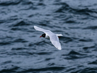 seagull flying over the sea