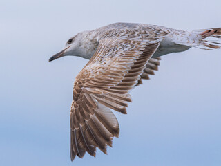 a beautiful seagull flying in the sky