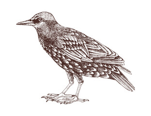 Common starling hand drawn vector illustration