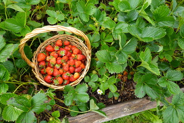 Wicker basket overflowing with freshly picked strawberries in a lush garden