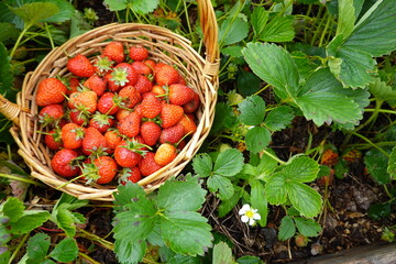 Wicker basket overflowing with freshly picked strawberries in a lush garden