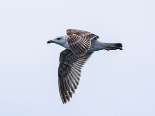 a beautiful seagull flying in the sky