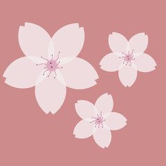 Blooming white lily beautiful flower