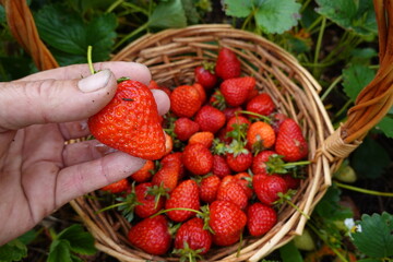 Farmer holding freshly picked strawberry above basket in field
