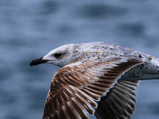 seagull flying over the sea
