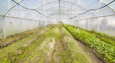 Organic vegetables grown in a foil tunnel.