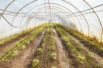 Organic vegetables grown in a foil tunnel.