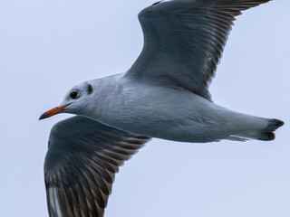 a beautiful seagull flying in the sky