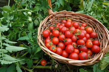 Wicker basket overflowing with freshly picked cherry tomatoes in garden