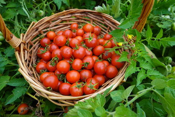 Wicker basket overflowing with freshly picked cherry tomatoes in a garden