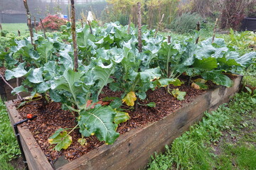 Cabbage growing in raised garden bed with wood chip mulch
