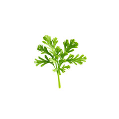 fresh sprig of green cilantro isolated on transparency background, showcasing its vibrant color and detailed leaf texture. Perfect for culinary and herbal themes