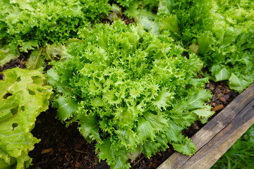 Fresh green lettuce growing in vegetable garden bed