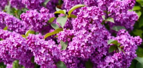 Obraz premium A vibrant lilac bush blossoms in a spring garden, showcasing clusters of purple flowers, spring, daytime