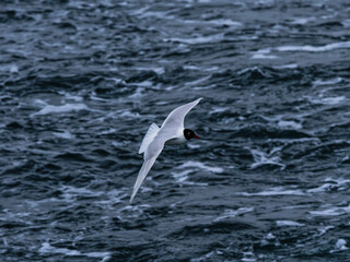 seagull flying over the sea