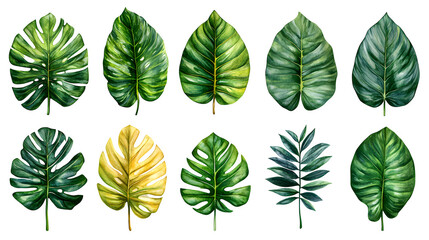 Fototapeta premium Various tropical leaves including monstera, HD and natural, isolated on white background