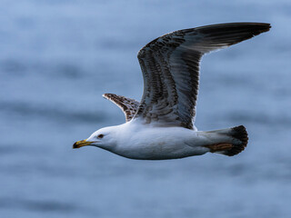 seagull flying over the sea