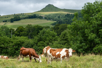 wild flowers in the Auvergne