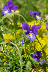 wild flowers in the Auvergne