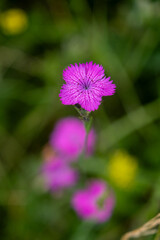 wild flowers in the Auvergne
