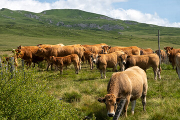 Limousin cows in the Auvergne