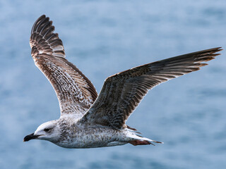 seagull flying over the sea