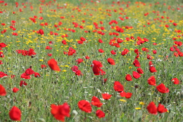 Obraz premium painterly look of meadow with red poppies and yellow daisies 