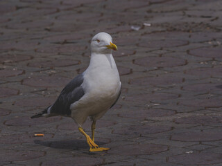 a seagull walking on the harbour