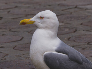 a seagull walking on the harbour
