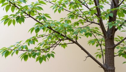 Fototapeta premium Lush green tree branches against a neutral background.