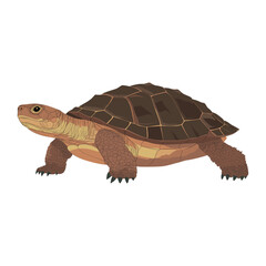 Naklejka premium Vector illustration of Snapping Turtle tortoise reptile turtle vector