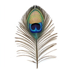 Obraz premium peacock feather on white background